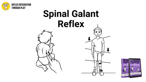 Benefits of the Spinal Galant Reflex - Reflex Integration Through Play