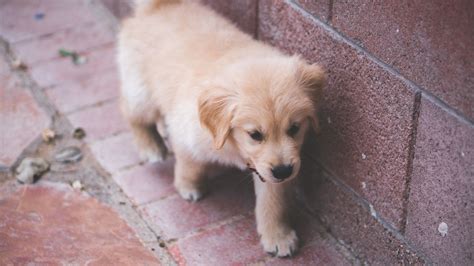 10 Golden Retriever Breeders in the US - Pet Haver