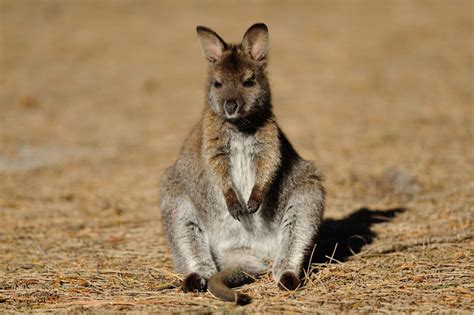 Australia Wildlife & Nature Holidays | Discover the World