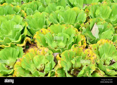 Water Cabbage on the water Stock Photo - Alamy