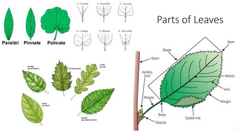 Plant Anatomy and Morphology - YouTube