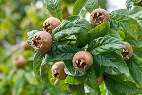 Medlar: planting & propagating Mespilus germanica - Plantura