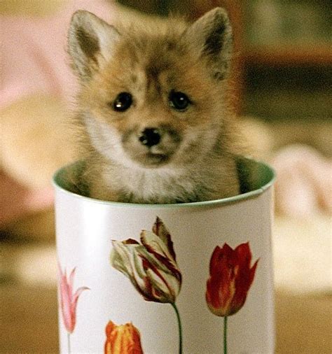 Fox Cubs, Kits and Pups | Baby Animal Zoo