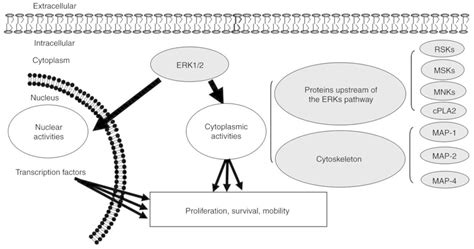 ERK/MAPK signalling pathway and tumorigenesis (Review)