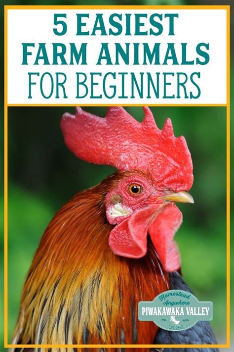 The 5 Best Farm Animals for Beginners to Raise | Raising farm animals, Homesteading animals ...