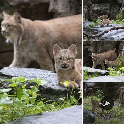 Meet The Adorable Trio: Three Canada Lynx Cubs Debut At Queens Zoo