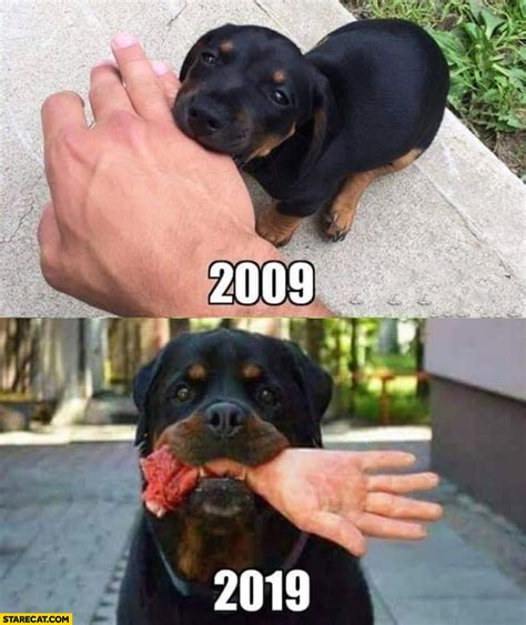 Dog rottweiler 2009 bites hand, 2019 bites hand away 10 years challege | StareCat.com