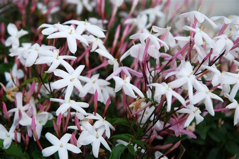 8 Fragrant Houseplants That Smell Amazing