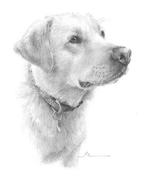 Yellow Labrador Pencil Portrait by Mike Theuer | Pencil drawings of animals, Dog pencil drawing ...