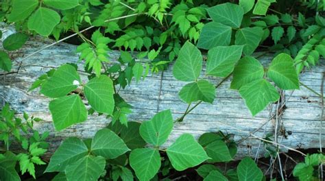 Kudzu Control in Forests, Rights-of-Way & Natural Areas | Morning Ag Clips