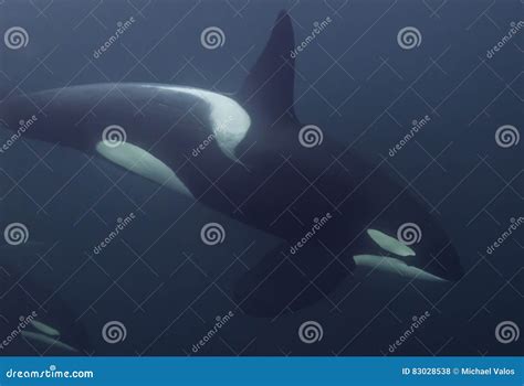 Orca Underwater stock photo. Image of annual, environmental - 83028538