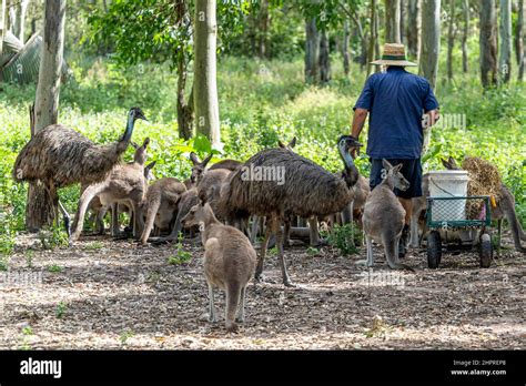 Wallaies hi-res stock photography and images - Alamy