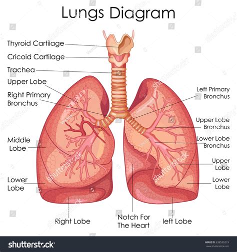 Lung Anatomy Diagram