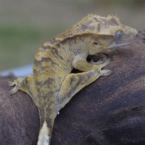 SE England Tiger Crested Gecko - Reptile Forums