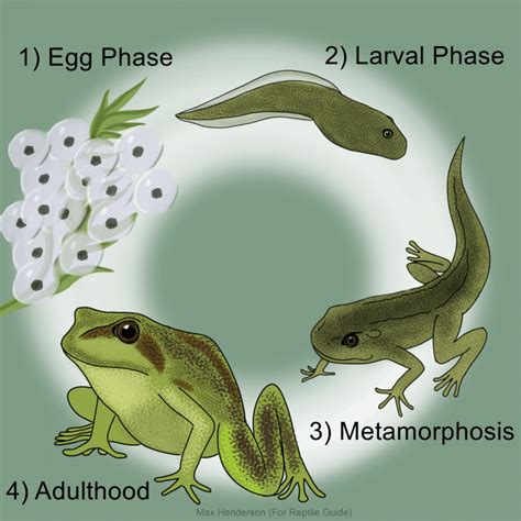 Life Cycle of a Frog: Stages of Frog Development Explained