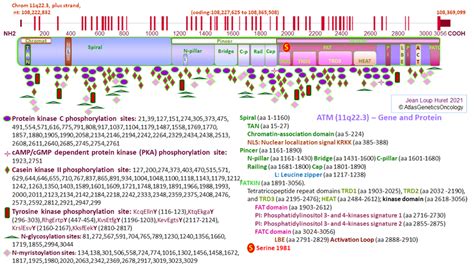 ATM (ataxia telangiectasia mutated)