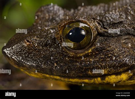 Goliath frog (Conraua goliath) portrait, Cameroon Stock Photo - Alamy