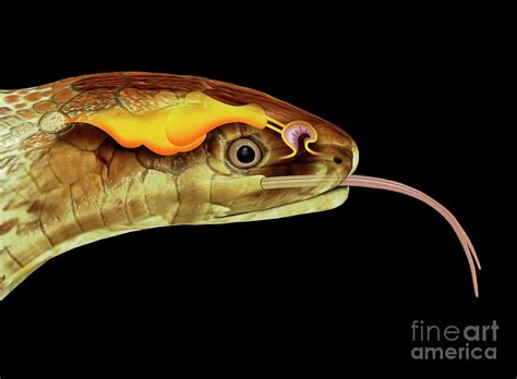 Snake Head And Tongue Anatomy Photograph by Mikkel Juul Jensen/science ...