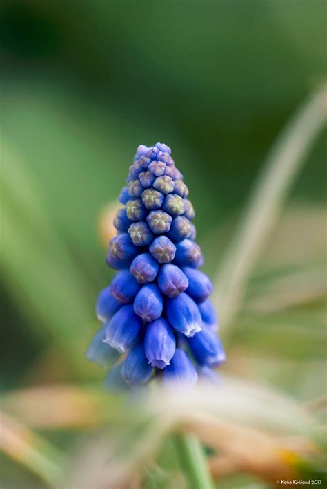 Purple Grape Hyacinths on Behance