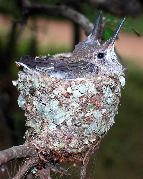 Hummingbird nest | Hummingbird nests, Hummingbird, Bird nest