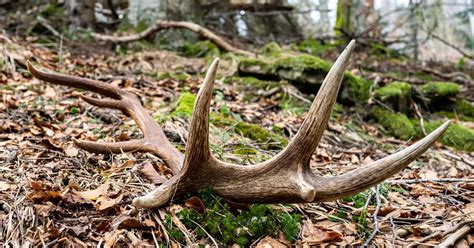 Shed Antlers (when to look, how to find them quickly) - World Deer