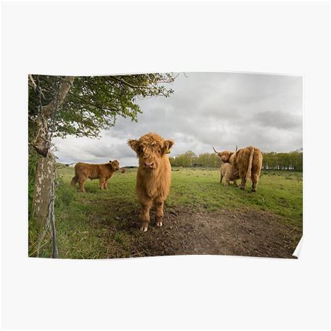 "Highland cattle" Poster by peepy | Redbubble