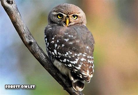 Forest Owlet: Facts, Habitat and Conservation