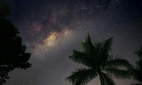 Palm Trees Under a Starry Night Sky · Free Stock Photo