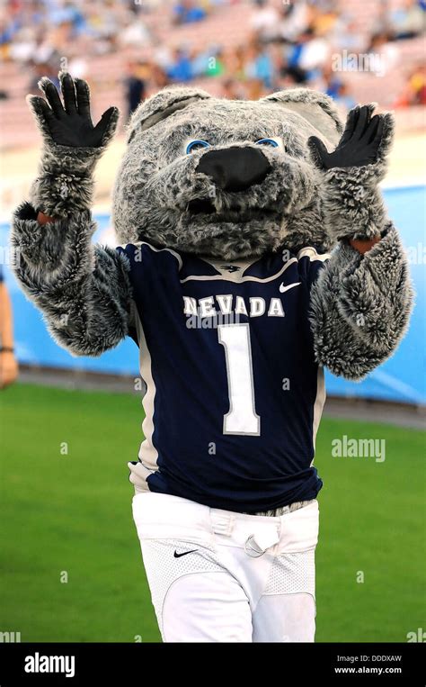 August 31, 2013 Pasadena, CA.Nevada Wolf Pack Mascot during the NCAA ...