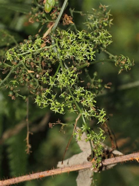 Gynostemma pentaphyllum (Thunb.) Makino | Plants of the World Online | Kew Science