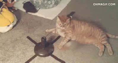 Cat Ignores The Thing GIF - Ignore Cat Unimpressed - Discover & Share GIFs