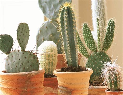 Cactus tips: How to care for your cacti - Woman's Weekly