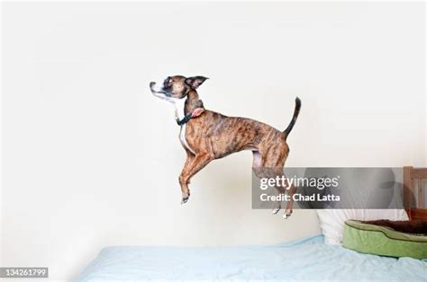 152 Dog Jumping On Bed Stock Photos, High-Res Pictures, and Images ...