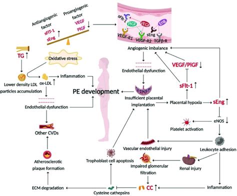 The vascular endothelial injury hypothesis illustrating the ...