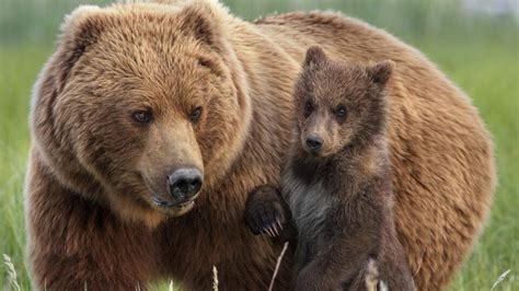 Trois oursons grizzlis orphelins sauvés par le Zoo de Saint-Félicien | Y a des matins