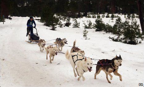 BBC News - Husky dog sled race held on snow