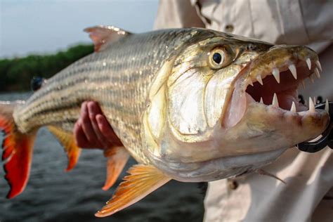 Aggressive Tigerfish Fishing | Sportquest Holidays