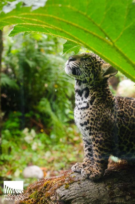 Woodland Park Zoo Blog: Jaguar cubs take first practice steps outside