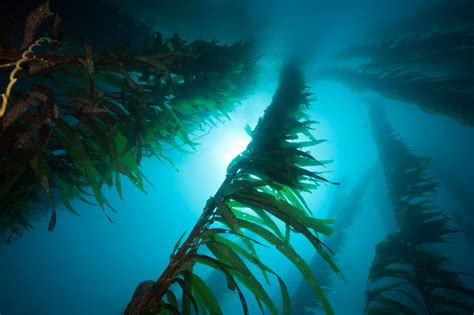 Kelp Farms and Mammoth Windmills Are Just Two of the Government’s Long ...