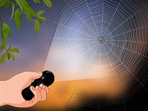 3 Ways to Identify a Barn Spider - wikiHow