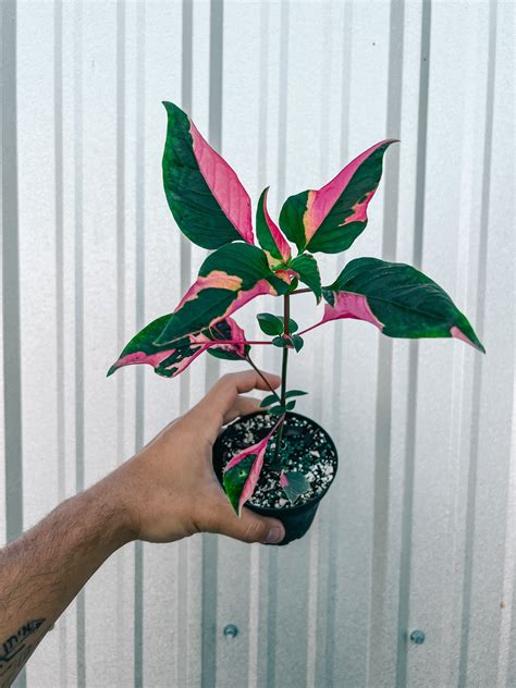 4" Alternanthera 'Party Time' – BWH Plant Co