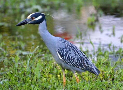 The Predator and the Prey - Shoal Creek Conservancy