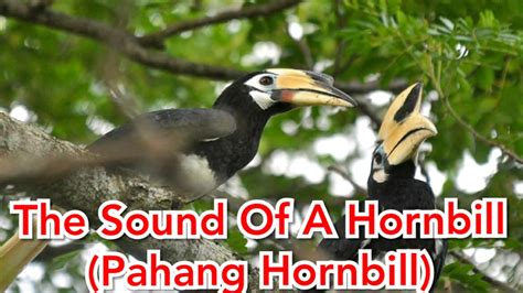 Sound of a hornbill (Pahang Hornbill) #sound #hornbill - YouTube