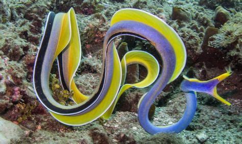 The ribbon eel or Bernis eel, is a species of moray eel. The presumed juveniles and subadults ...