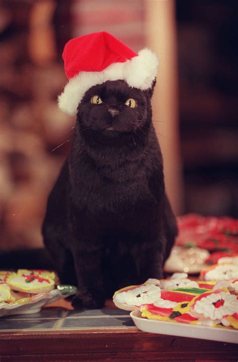 Salem the Cat in a Santa Hat | Salem cat, Christmas cats, Cat santa hat