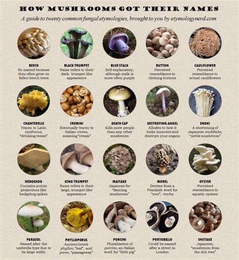 Visual : Mushroom Names - Infographic.tv - Number one infographics & data Data visualization source