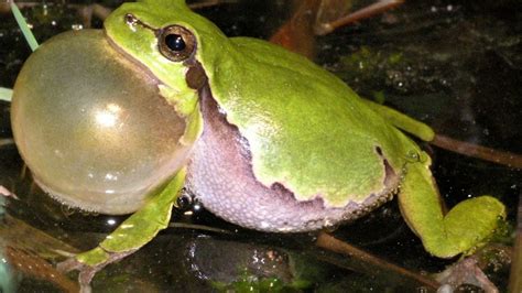 Tree Frogs Croaking? Here’s Why And How To Stop It – Acuario Pets