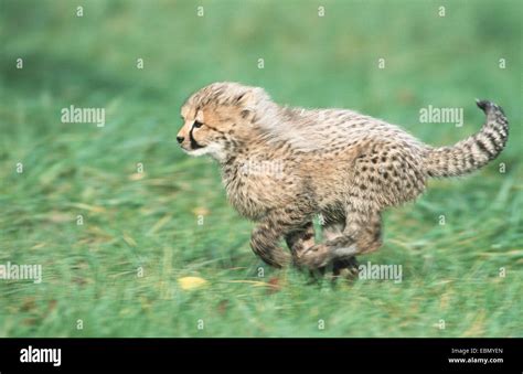 Baby Cheetahs Walking High Resolution Stock Photography and Images - Alamy