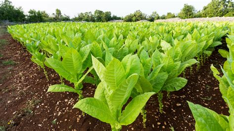 Tobacco Board fixes crop size for 2017-18 season in Karnataka - Star of ...