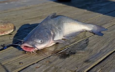 Catfish Fishing Made Easy: Top Tricks To Try